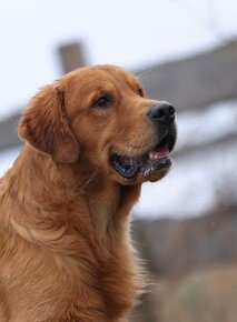 Zlatý Retriever / Golden Retriever s PP - 13