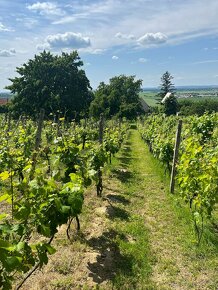 Vinohradnícky dom s vinohradom a sadom v Prietržke - 13