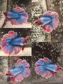 Betta Splendens - Bojovnica Pestrá. - 13