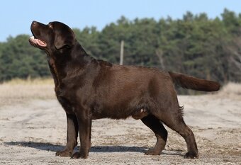 Labrador retriever -  čokoládové šteniatka s PP - 13