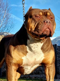 American bully xl - 13