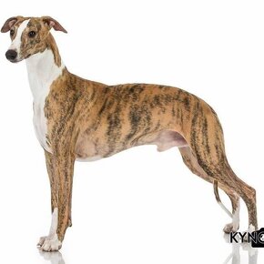 Vipet/whippet steniatka s rodokmenom - 13