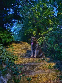 Leonberger s PP - 13