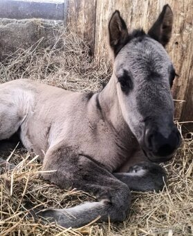 Grullo klisna American Quarter Horse v typu bull - 13