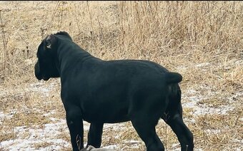 Šteniatko Cane Corso – úplne čierny psík - 13