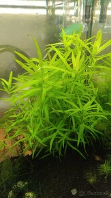 Krevetky,  akvarijné rastlinky - 13