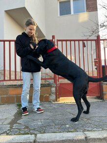 Darujem 3 rocnu fenku otec labrador mama cane corso. - 13