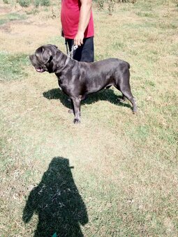 Cane corso modrý psík - 13