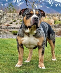 American bully xl - 13