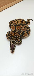 Python regius zlava 20% - 13