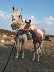 Polročná kobylka mix APH/ARAB - 13