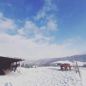 Ustajnenie,výcvik,preprava,ošetrenie koni-dornovou metódo - 13