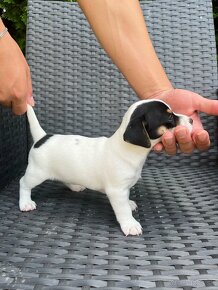 Jack Russel Terier- na predaj - 13