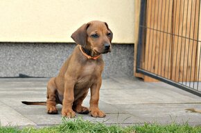 Šteniatka rodézskeho ridgebacka FCI - 13