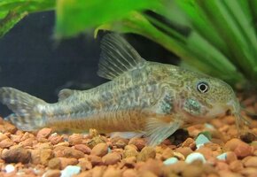 Corydoras paleatus - 13