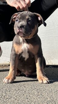 American Bully pocket - 13