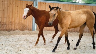 Dvouletá buckskin Quarter Horse klisna, nominace na Futurity - 13