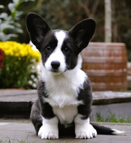 Welsh Corgi Cardigan FCI- krásná dívka - 13