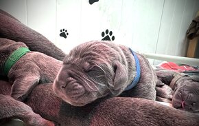 Šteniatka Cane Corso s PP FCI - 13