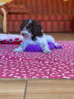 LAGOTTO ROMAGNOLO STENIATKA - 13