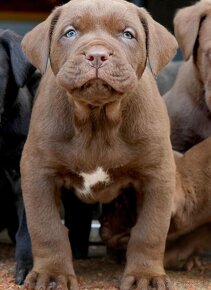 BANDOG - 13