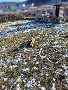 Predávam  fenku  matka je nemecký ovčiak a otec je belgický - 13