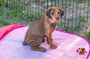 Rhodesian Ridgeback/Rodézsky riďžbek šteniatka s PP - 13