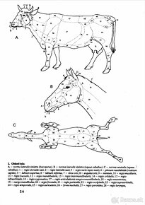 PDF - Popesko: Anatómia hospodárskych zvierat, 1992 (SK) - 13