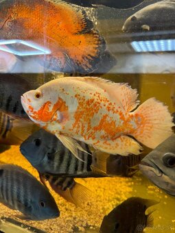 Astronotus ocellatus super RED CHILLI/ ocellatus NEMO - 13