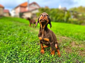 Doberman šteniatká - 13