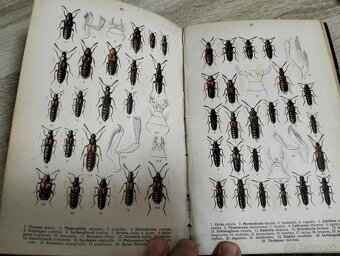 Fauna germanica. Die Käfer des Deutschen Reiches.--I.až V.-- - 13