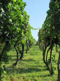 Predmet: pivničny domček a pozemky - 13