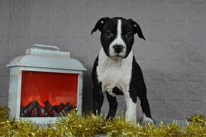 Americký stafordšírsky teriér s PP Amstaff - 13