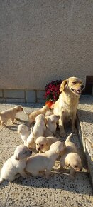 Šteniatka labrador a kríženec zlatý retriever - 13