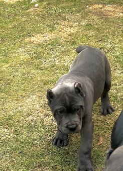 Šteniatka Cane Corso - 13