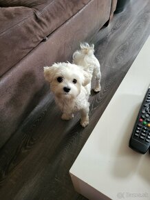 Maltipoo mini - 13