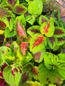 Koleus / coleus / africká žihľava /okrasná žihľava - 13