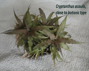 Terarijné bromélie Cryptanthus - 13