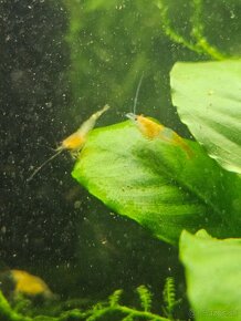 Krevetky neocaridina zig zag - 13