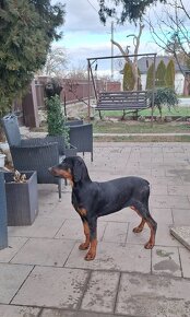 Šťeniatka Doberman - 13