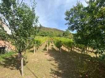 PREDAJ Chatka s nádhernou vinicou, Hrušov - 13