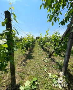 Na predaj rekreačná chata s vinohradom v obci Trávnica - 13