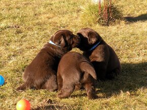 Labrador retriever čokoládové šteniatka s PP - 13