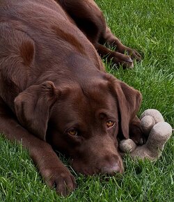 Šteniatko Labradora - 13