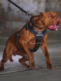 Bandog šteniatka - 13