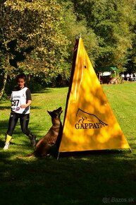 BELGICKÝ OVČIAK MALINOIS, CHS VERDONA SLOVAKIA - 13