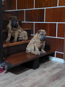 Shar-pei - 13