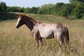 American Paint Horse PRIPÚŠŤANIE bay roan žrebcom - 13