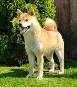 Shiba inu fenka s PP - 13