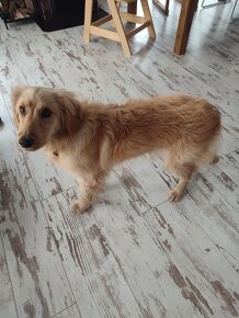 Zlatý Retriever ( kríženec ) - 10 mesačné šteňa. - 13